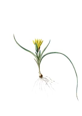 Vintage Ixia Recurva