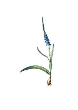 Vintage Ixia Plantaginea