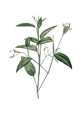 Maranta Arundinacea Flower