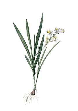 Gladiolus Xanthospilus