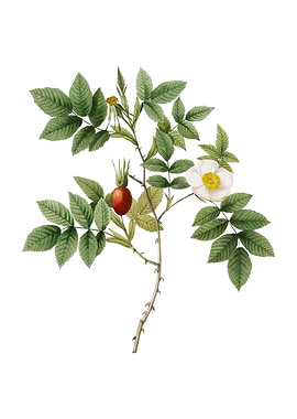 Mountain Rose Bloom Flower