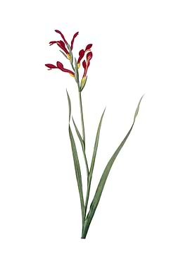Vintage Gladiolus Cunonius