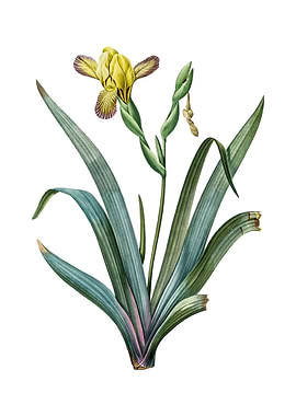 Vintage Hungarian Iris