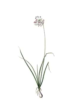 Vintage Nodding Onion