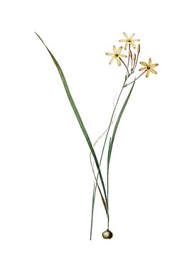 Vintage Ixia Longiflora