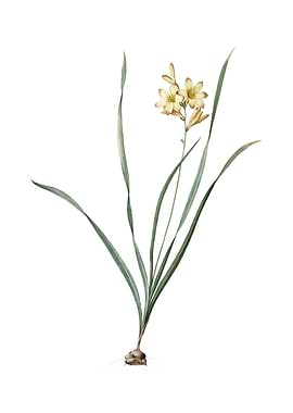 Vintage Gladiolus Lineatus