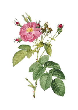 Vintage Harsh Downy Rose