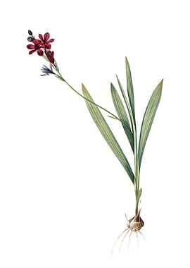 Gladiolus Mucronatus