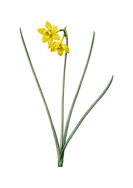 Vintage Narcissus Odorus