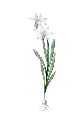 Vintage Ixia Liliago