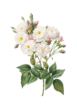 Vintage Noisette Roses