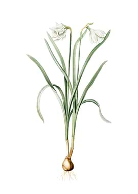 Narcissus Candidissimus