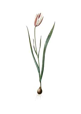 Vintage Lady Tulip Flower