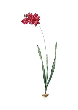 Vintage Ixia Filiformis