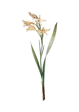 Gladiolus Cuspidatus