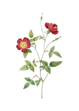 Indica Stelligera Rose