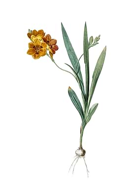 Vintage Ixia Miniata