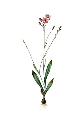 Vintage Gladiolus Junceus