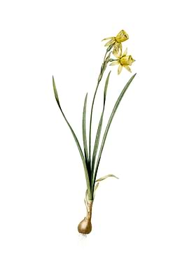 Narcissus Calathinus