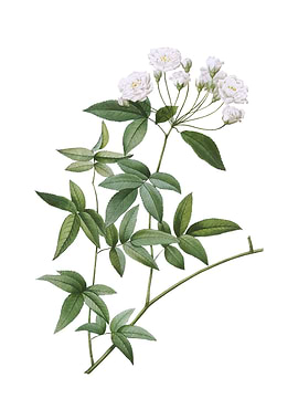 Vintage Lady Banks Rose