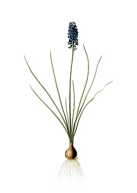 Vintage Grape Hyacinth