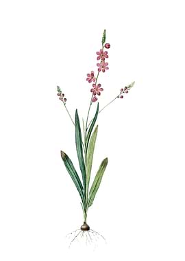 Vintage Ixia Scillaris