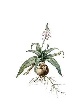 Lachenalia Lanceaefolia