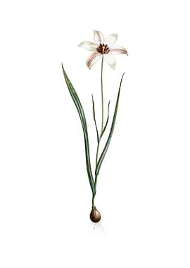 Vintage Lady Tulip Flower