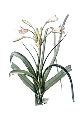 Vintage Malgas Lily Flower