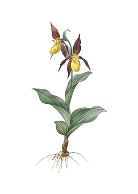 Ladys Slipper Orchid