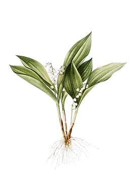 Vintage Lily of the Valley