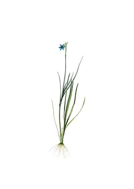 Narrow Blue eyed grass