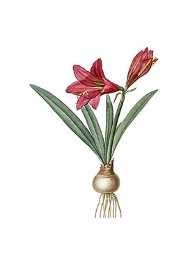 Vintage Hippeastrum Flower
