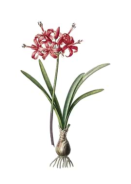 Vintage Guernsey Lily