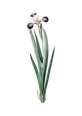 Vintage Harlequin Blueflag