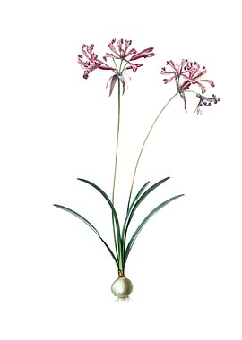 Vintage Nerine on White