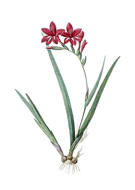 Gladiolus Cardinalis