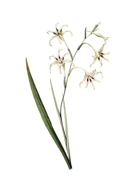 Gladiolus Cuspidatus