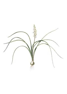 Lachenalia Angustifolia