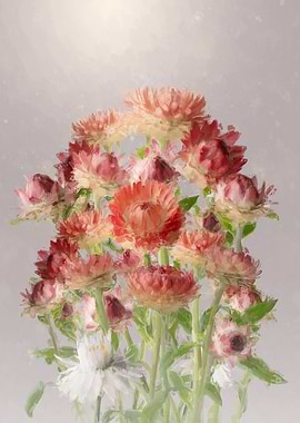 Pastel Straw Flowers