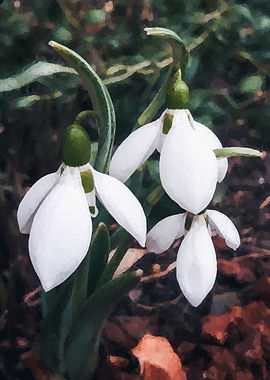 Snowdrops in the garden