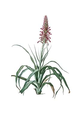 Vintage Pina Cortadora