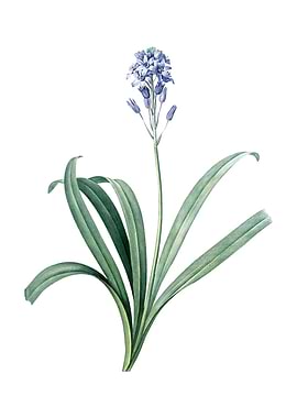 Vintage Spanish Bluebell