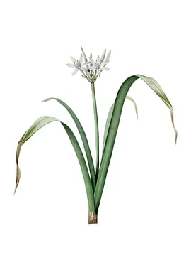 Small Flowered Pancratium