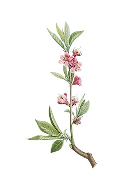 Vintage Pink Flower Branch