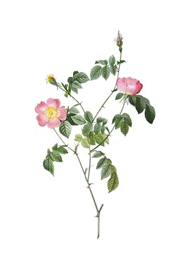 Pink Austrian Copper Rose