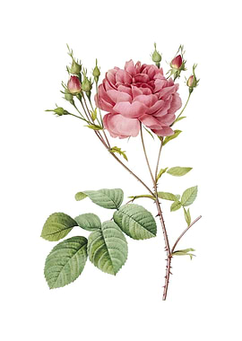 Pink Cumberland Rose