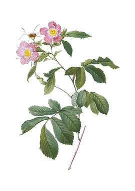 Vintage Pink Alpine Roses