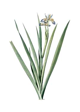 Vintage Stinking Iris