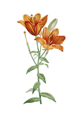 Orange Bulbous Lily Flower